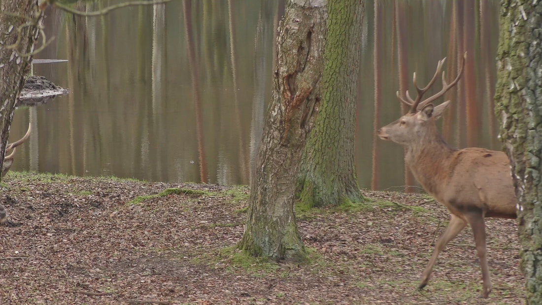 Video laden: 