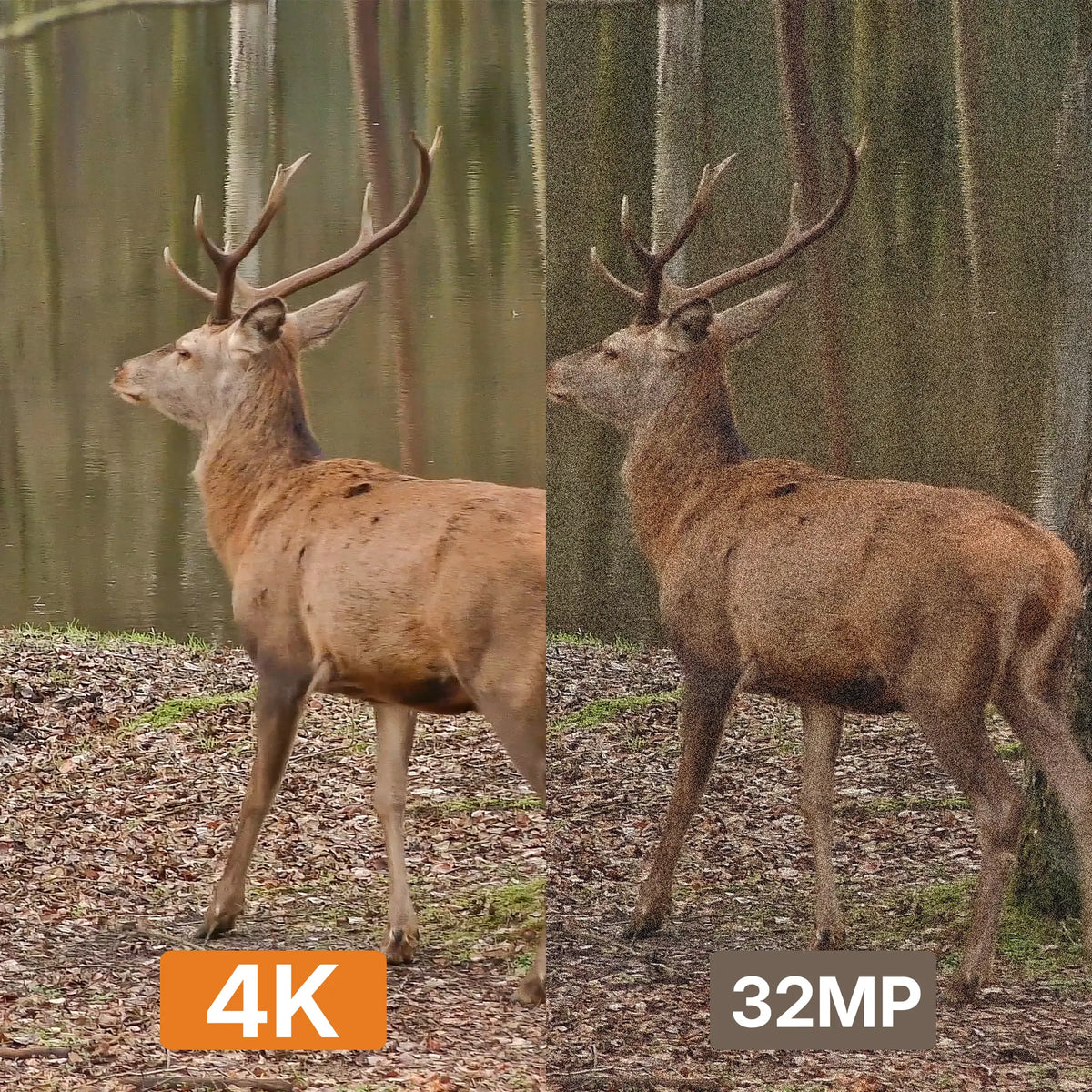 4K Ultra HD vs 32MP image quality comparison of a red deer, captured by GardePro Link 1.0 long-range wireless trail camera