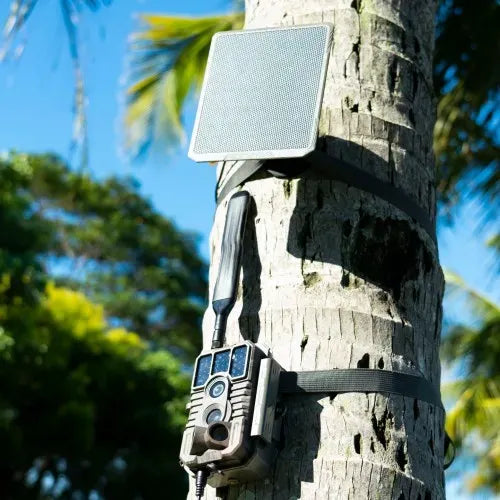 X60P Live Max trail camera mounted to a palm tree with a separate, attached solar panel.